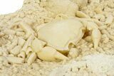 Fossil Crab (Potamon) Preserved in Travertine - Turkey #350887-3